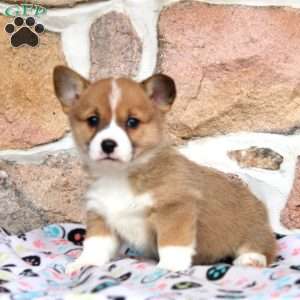 Maeve, Pembroke Welsh Corgi Puppy