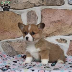 Maeve, Pembroke Welsh Corgi Puppy