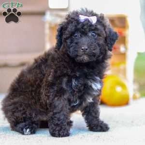 Maggie, Miniature Poodle Puppy