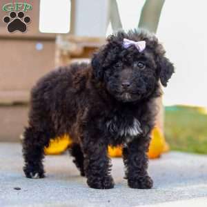 Maggie, Miniature Poodle Puppy