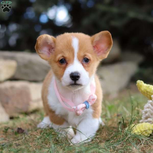 Maggie, Pembroke Welsh Corgi Puppy