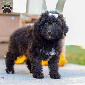 Maggie, Miniature Poodle Puppy