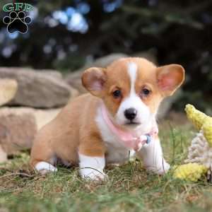 Maggie, Pembroke Welsh Corgi Puppy