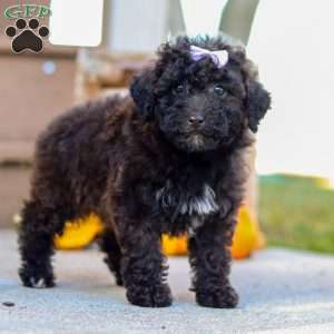 Maggie, Miniature Poodle Puppy