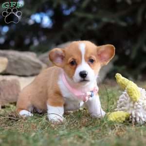 Maggie, Pembroke Welsh Corgi Puppy