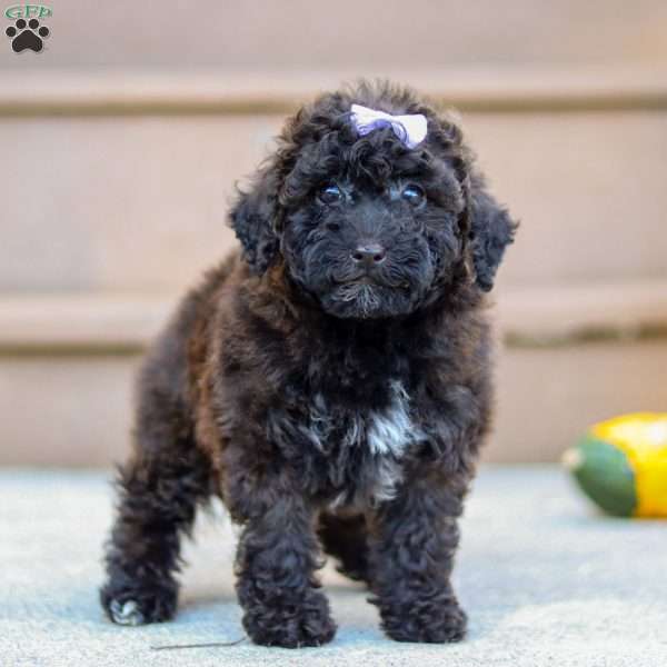 Maggie, Miniature Poodle Puppy