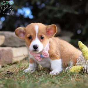 Maggie, Pembroke Welsh Corgi Puppy