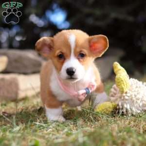 Maggie, Pembroke Welsh Corgi Puppy