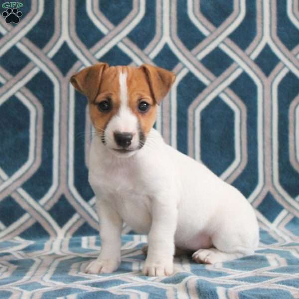 Maggie, Jack Russell Terrier Puppy