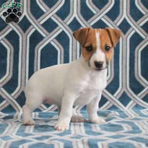 Maggie, Jack Russell Terrier Puppy