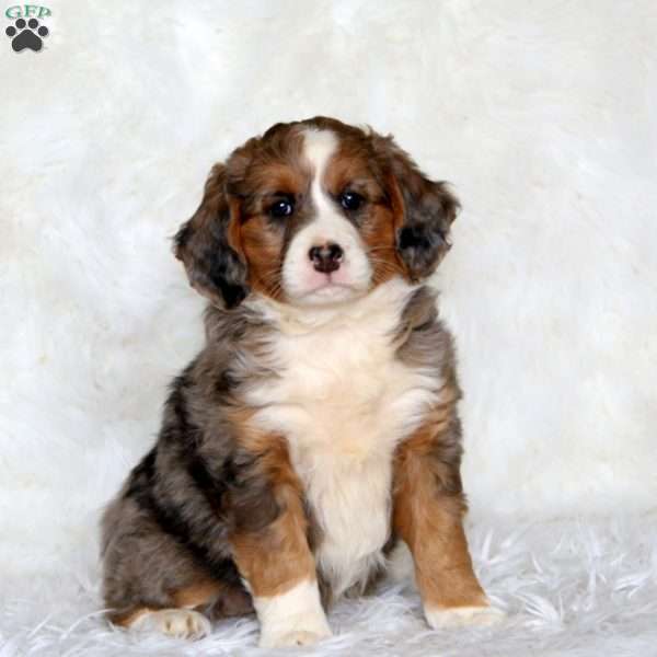 Maggie, Mini Bernedoodle Puppy