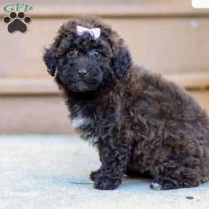 Maggie, Miniature Poodle Puppy