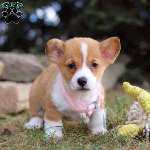 Maggie, Pembroke Welsh Corgi Puppy