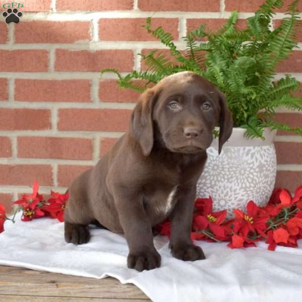 Magic, Chocolate Labrador Retriever Puppy