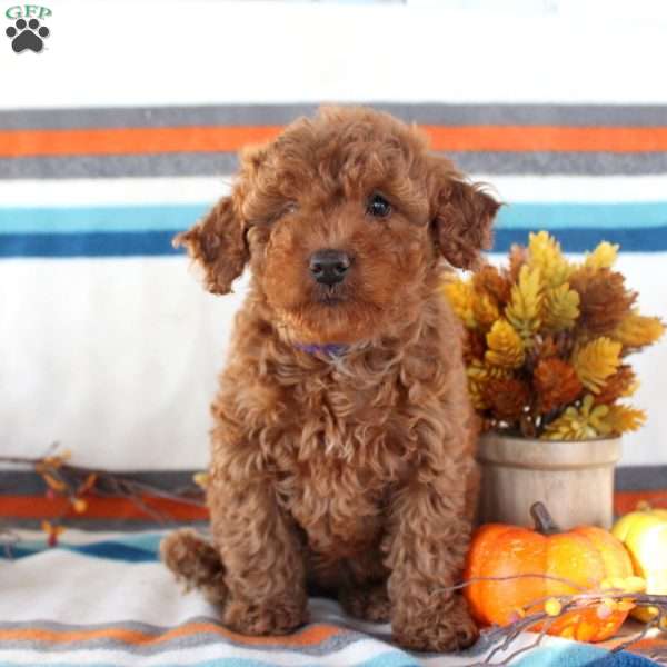 Maisie, Miniature Poodle Puppy