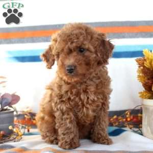 Maisie, Miniature Poodle Puppy