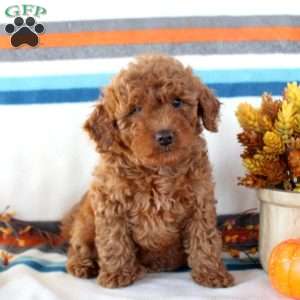 Maisie, Miniature Poodle Puppy