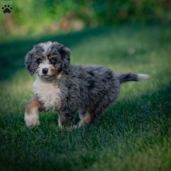 Makalu, Mini Bernedoodle Puppy