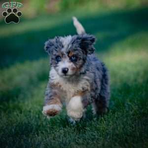 Makalu, Mini Bernedoodle Puppy