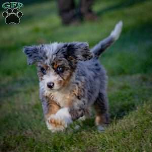 Makalu, Mini Bernedoodle Puppy