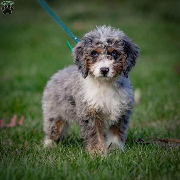 Makalu, Mini Bernedoodle Puppy