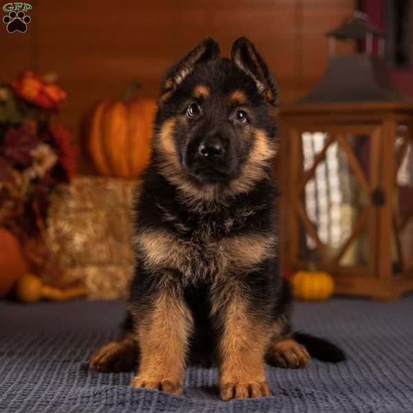 Bear, German Shepherd Puppy