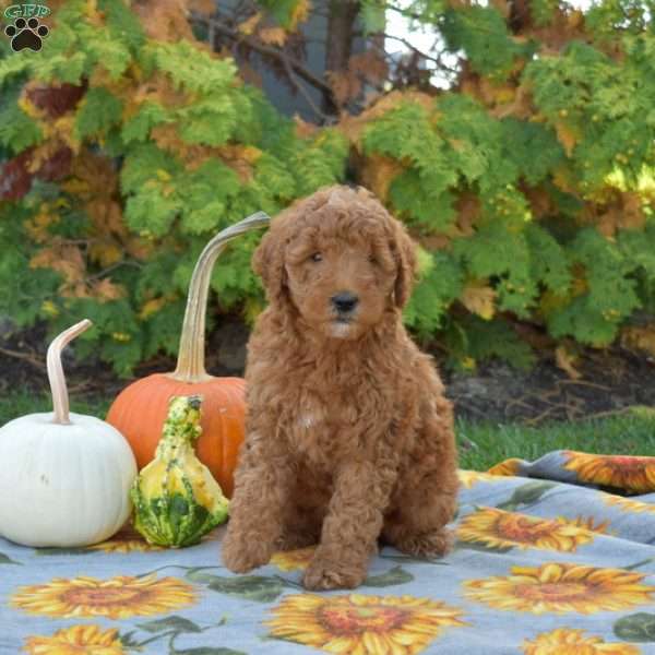 Mango, Mini Goldendoodle Puppy