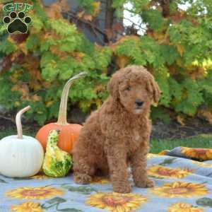 Mango, Mini Goldendoodle Puppy