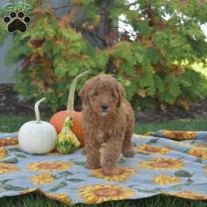 Mango, Mini Goldendoodle Puppy