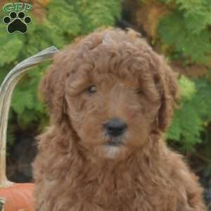 Mango, Mini Goldendoodle Puppy