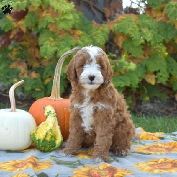 Maple, Mini Goldendoodle Puppy