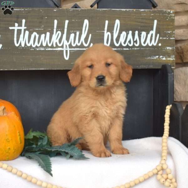 Maple, Golden Retriever Puppy