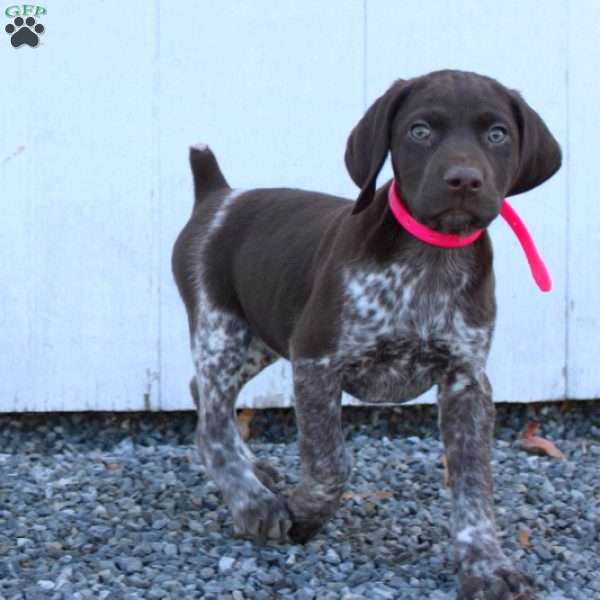 Maple, German Shorthaired Pointer Puppy