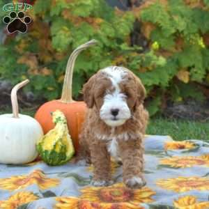 Maple, Mini Goldendoodle Puppy