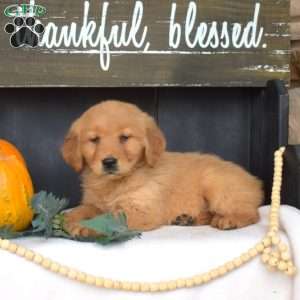 Maple, Golden Retriever Puppy