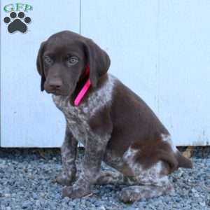 Maple, German Shorthaired Pointer Puppy