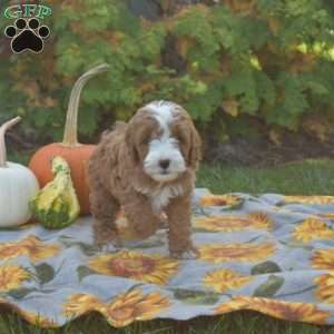 Maple, Mini Goldendoodle Puppy