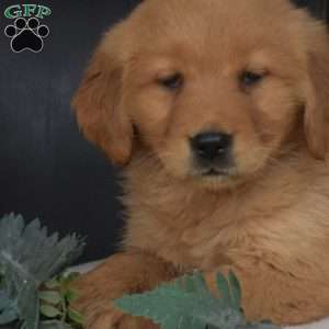 Maple, Golden Retriever Puppy