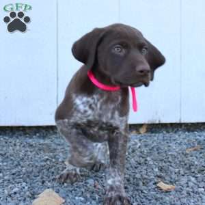 Maple, German Shorthaired Pointer Puppy