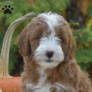 Maple, Mini Goldendoodle Puppy