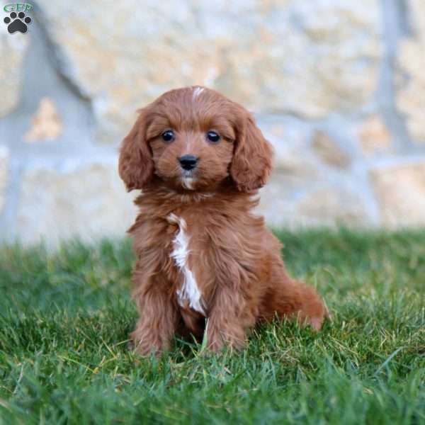 Marcus, Cavapoo Puppy