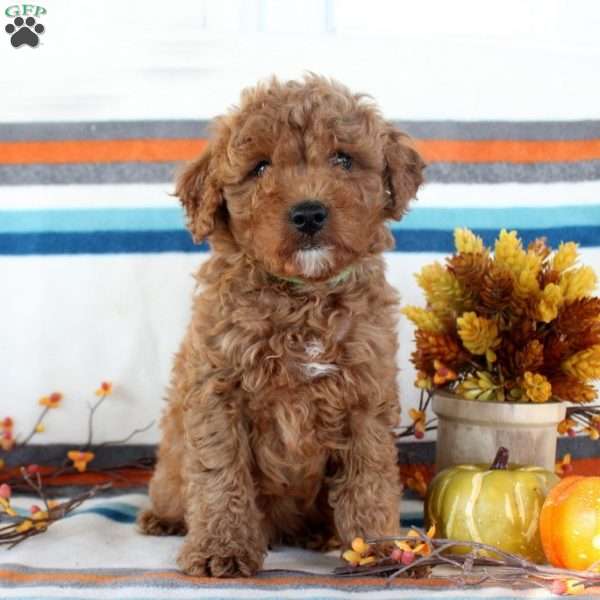 Marcus, Miniature Poodle Puppy