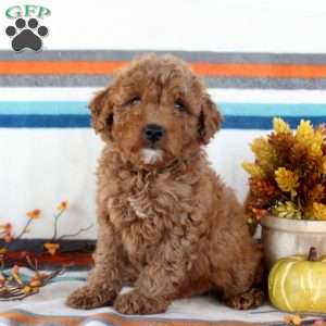 Marcus, Miniature Poodle Puppy