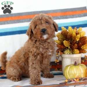 Marcus, Miniature Poodle Puppy