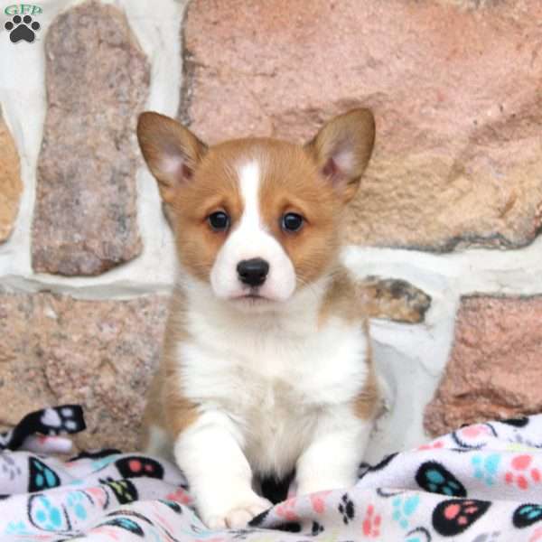 Maria, Pembroke Welsh Corgi Puppy