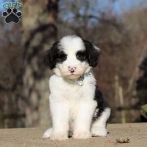 Mario, Sheepadoodle Puppy