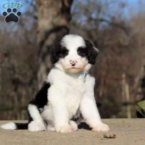 Mario, Sheepadoodle Puppy