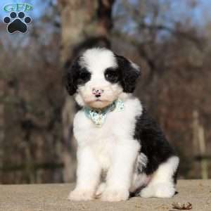 Mario, Sheepadoodle Puppy