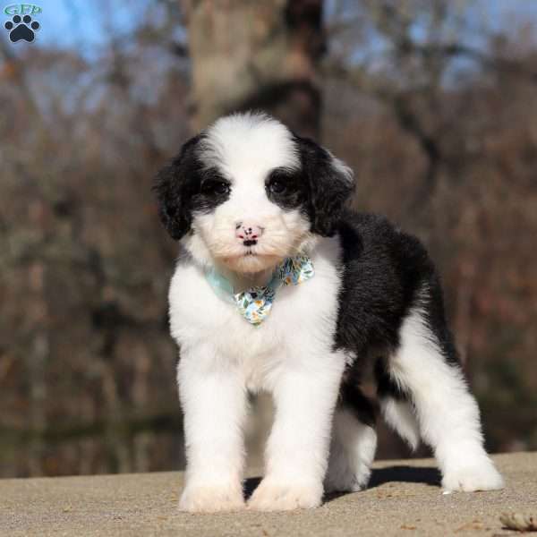 Mario, Sheepadoodle Puppy