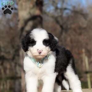 Mario, Sheepadoodle Puppy